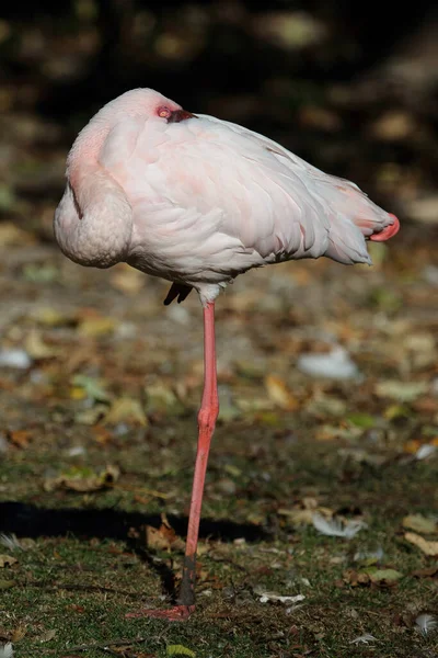 Rosaflamingo Greater Flamingo Phoenicopterus Roseus — стокове фото