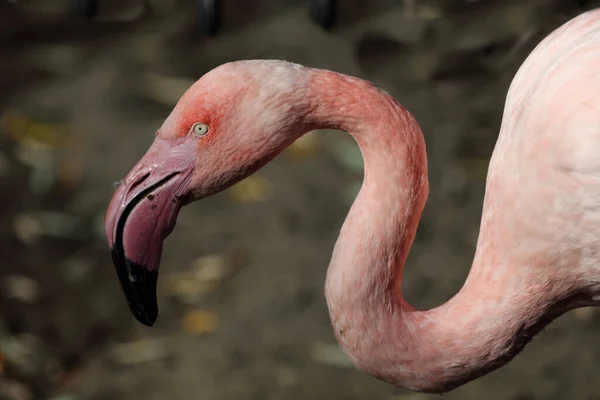 Rosaflamingo Greater Flamingo Phoenicopterus Roseus — Stock Photo, Image