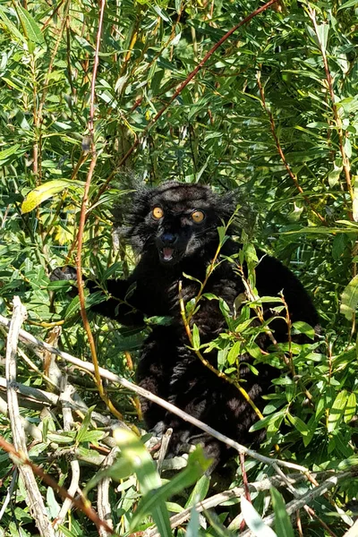 Mohrenmaki Black Lemur Eulemur Macaco — Zdjęcie stockowe