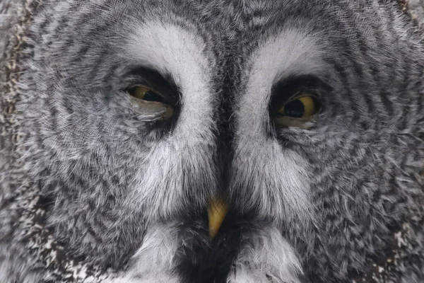 Bartkauz Great Grey Owl Strix Nebulosa — Stockfoto
