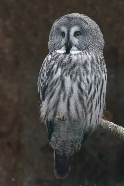 Bartkauz Great Grey Owl Strix Nebulosa — стоковое фото