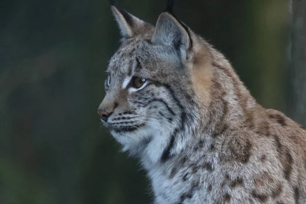 Eurasischer Luchs Eurasian Lynx Lynx Lynx — Stock Photo, Image