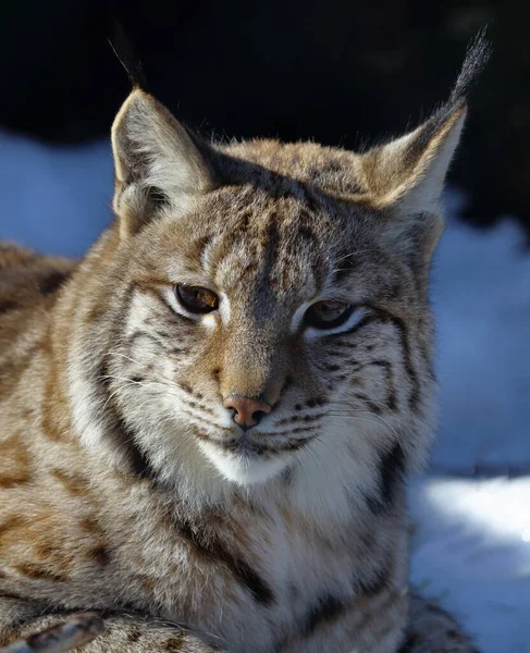 Eurasischer Luchs Eurasian Lynx Lynx Lynx — Φωτογραφία Αρχείου