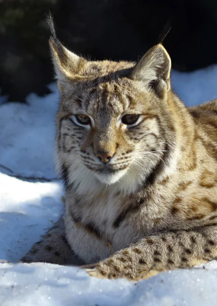 Eurasischer Luchs Eurasian Lynx Lynx Lynx — Φωτογραφία Αρχείου