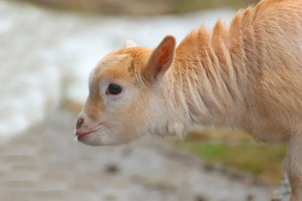 Hausziege Domestic Goat Capra Aegagrus Hircus — Stockfoto