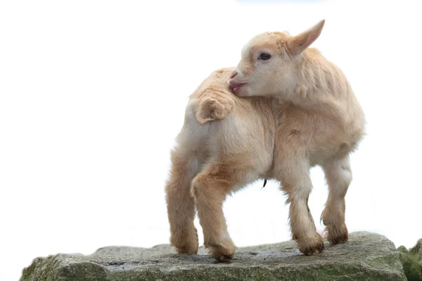 Hausziege Domestic Goat Capra Aegagrus Hircus — Zdjęcie stockowe