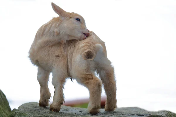 Hausziege Domestic Goat Capra Aegagrus Hircus — Stockfoto