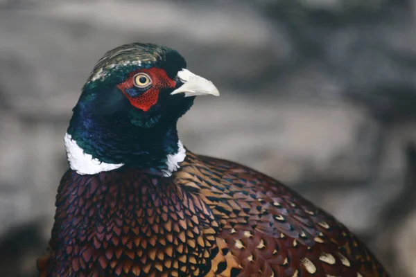 Jagdfasan Common Pheasant Phasianus Colchicus — Foto Stock