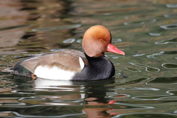 Kolbenente Red Crested Pochard Netta Rufina — Stock Photo, Image