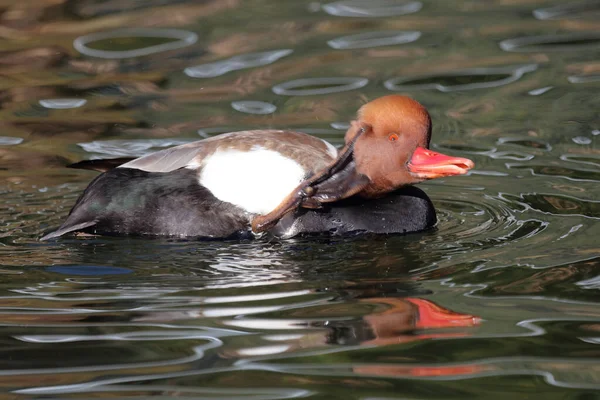 Kolbenente Red Crested Pochard Netta Rufina — Stock Photo, Image