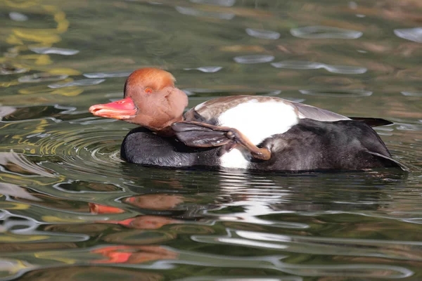 Kolbenente Red Crested Pochard Netta Rufina — Fotografia de Stock