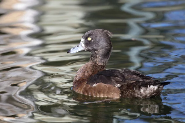 Reiherente Tufted Duck Aythya Fuligula — Stockfoto