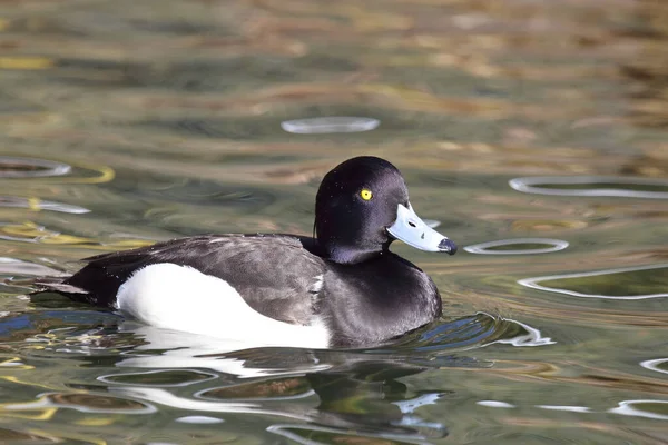 Reiherente Tufted Duck Aythya Fuligula — Stock Photo, Image