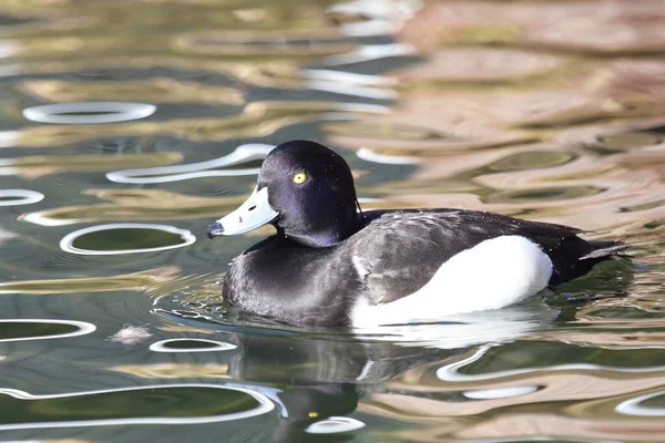 Reiherente Tufted Duck Aythya Fuligula — Stock fotografie