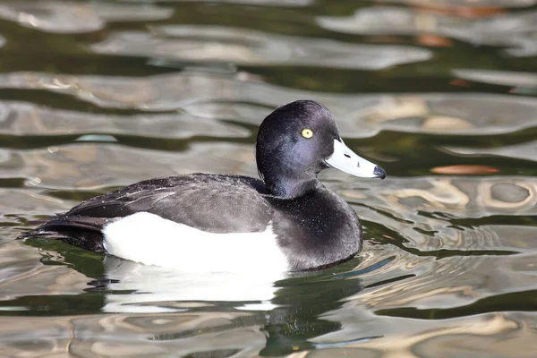 Reiherente Tufted Duck Aythya Fuligula — Stock Photo, Image