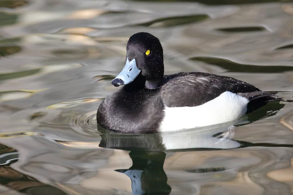 Reiherente Tufted Duck Aythya Fuligula — Stockfoto