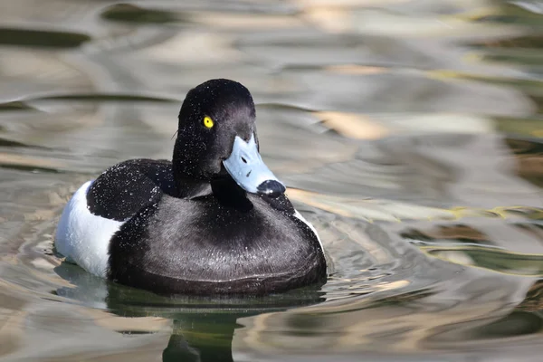 Reiherente Tufted Duck Aythya Fuligula — Stock Photo, Image