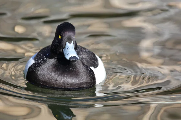 Reiherente Tufted Duck Aythya Fuligula — Stockfoto