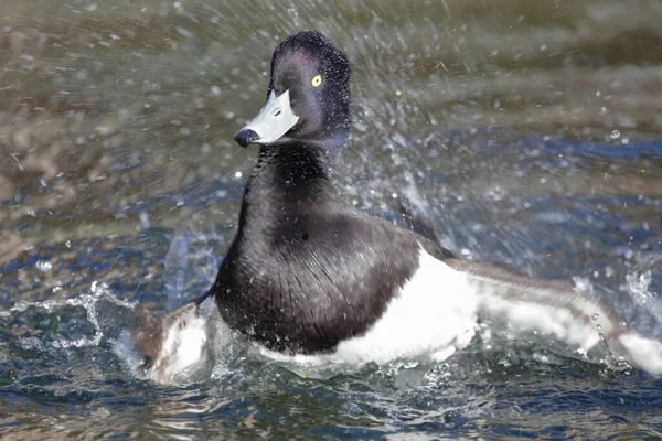 Reiherente Tufted Duck Aythya Fuligula — Stock Photo, Image