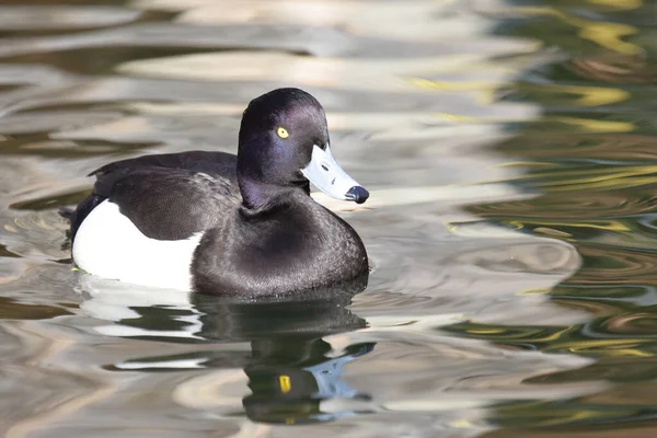 Reiherente Tufted Duck Aythya Fuligula — Stockfoto