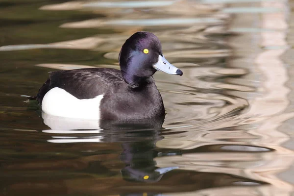 Reiherente Tufted Duck Aythya Fuligula — Stockfoto