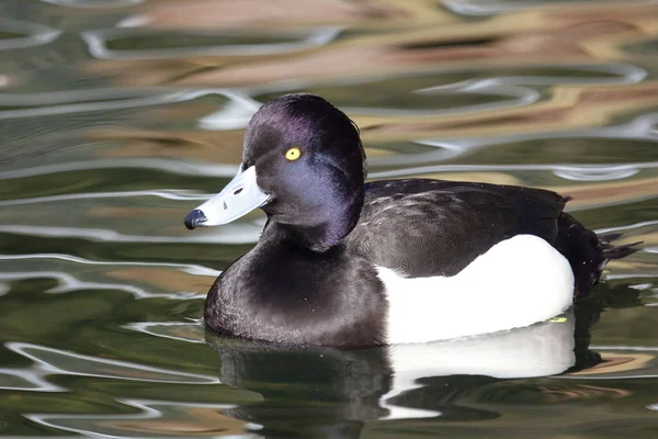 Reiherente Tufted Duck Aythya Fuligula — Stock Photo, Image