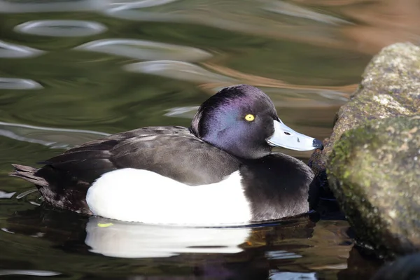 Reiherente Tufted Duck Aythya Fuligula — Stockfoto