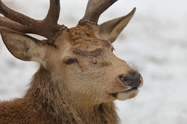 Rothirsch Red Deer Cervus Elaphus — ストック写真