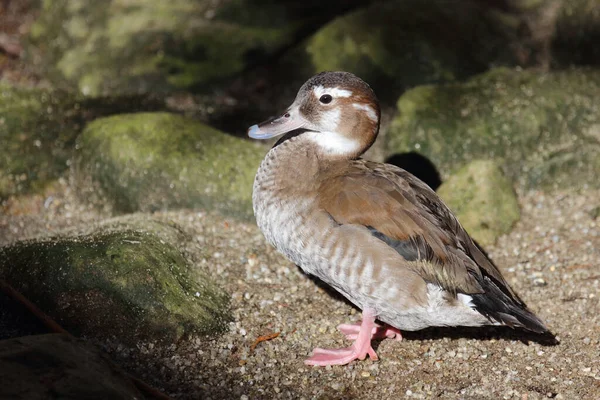 Rotschulterente Ringed Teal Callonetta Leucophrys — Zdjęcie stockowe