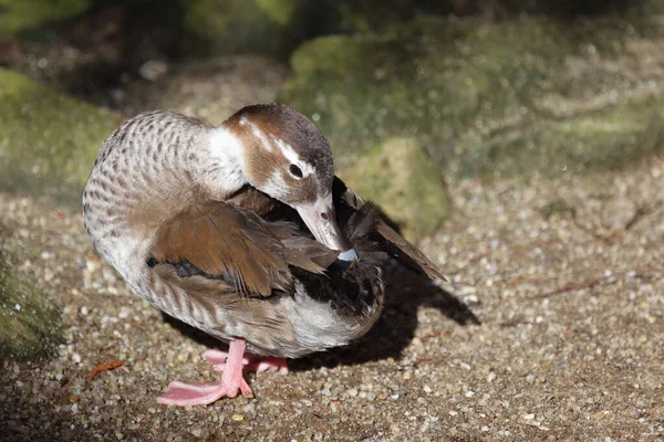 Rotschulterente Ringed Teal Callonetta Leucophrys — Zdjęcie stockowe