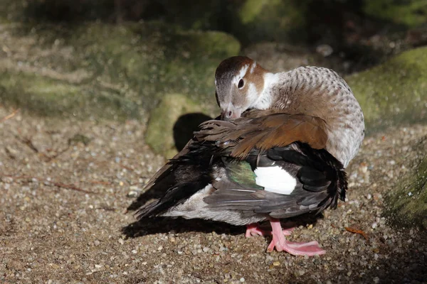 Rotschulterente Ringed Teal Callonetta Leucophrys — Stockfoto