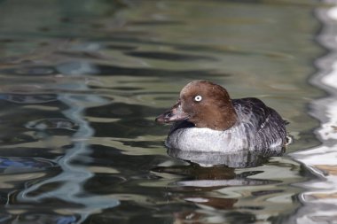 Schellente / Common goldeneye / Bucephala clangula