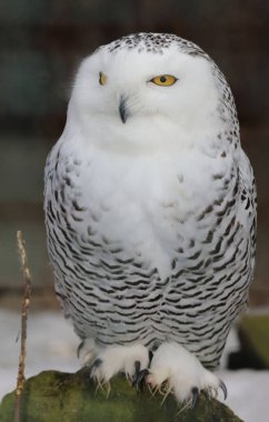 Schnee-Eule / Snowy owl / Bubo scandiacus clipart
