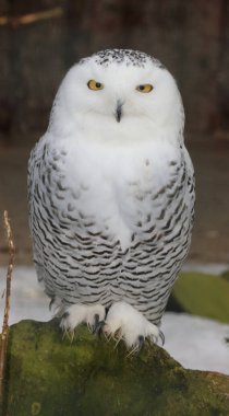 Schnee-Eule / Snowy owl / Bubo scandiacus clipart