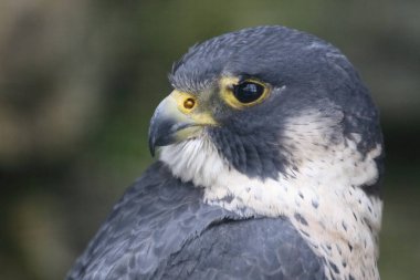 Wanderfalke / Peregrine falcon / Falco peregrinus