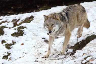 Wolf / Wolf / Canis lupus