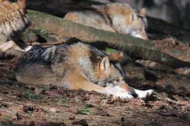 Wolf / Wolf / Canis lupus