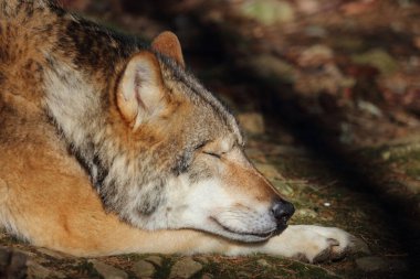 Wolf / Wolf / Canis lupus