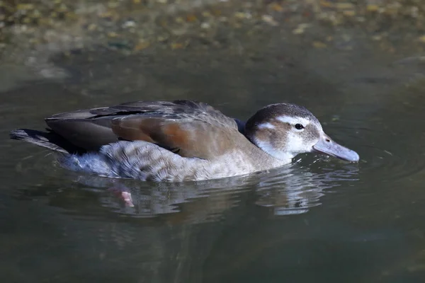 Rotschulterente Ringed Teal Callonetta Leucophrys — Fotografia de Stock