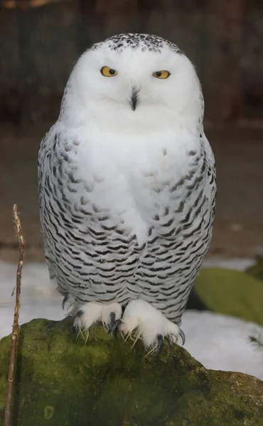 Schnee Eule Snowy Owl Bubo Scandiacus — Stockfoto