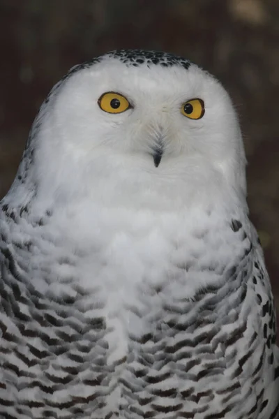 Schnee Eule Snowy Owl Bubo Scandiacus — Photo