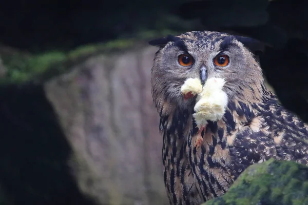 Uhu Eurasian Eagle Owl Bubo Bubo — Stockfoto