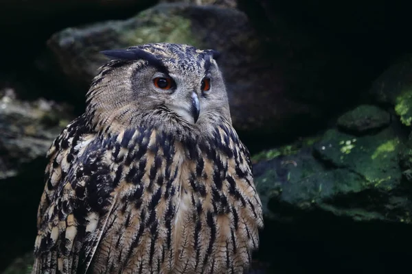 Uhu Eurasian Eagle Owl Bubo Bubo — Stockfoto