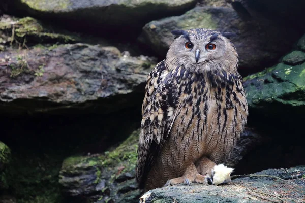 Uhu Eurasian Eagle Owl Bubo Bubo — Stockfoto
