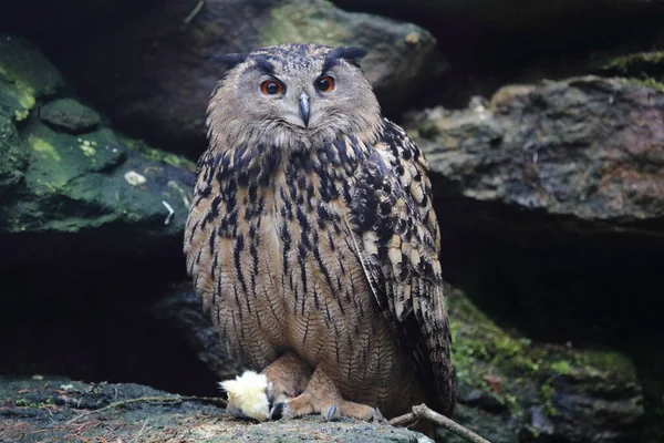 Uhu Eurasian Eagle Owl Bubo Bubo — Stockfoto