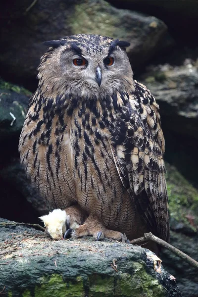 Uhu Eurasian Eagle Owl Bubo Bubo — Foto de Stock