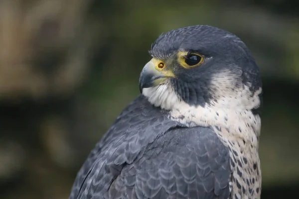 Wanderfalke Peregrine Falcon Falco Peregrinus — Foto de Stock