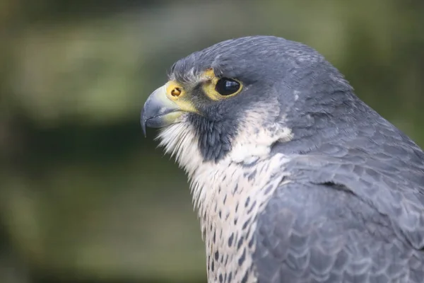 Wanderfalke Peregrine Falcon Falco Peregrinus — Foto de Stock