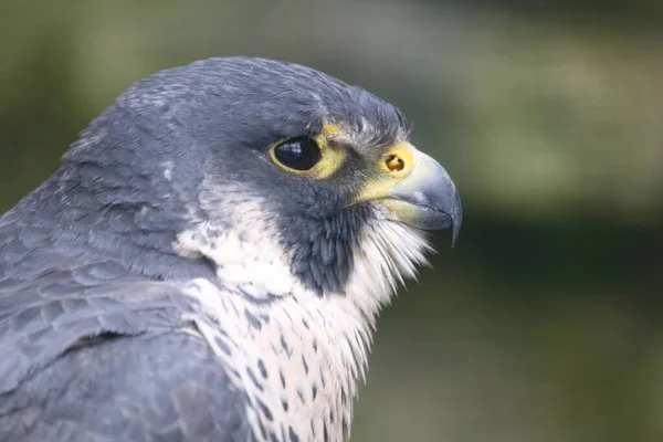 Wanderfalke Peregrine Falcon Falco Peregrinus — Foto de Stock