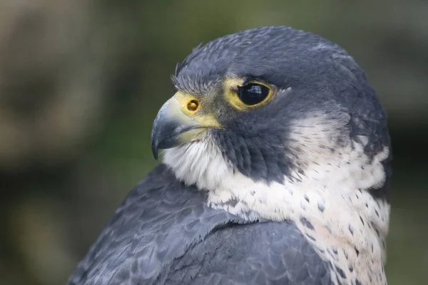 Wanderfalke Peregrine Falcon Falco Peregrinus — Foto de Stock